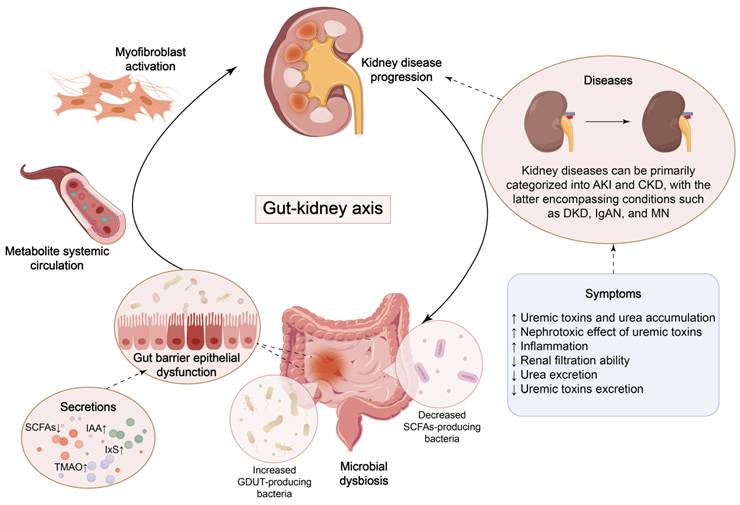 Int J Biol Sci Image