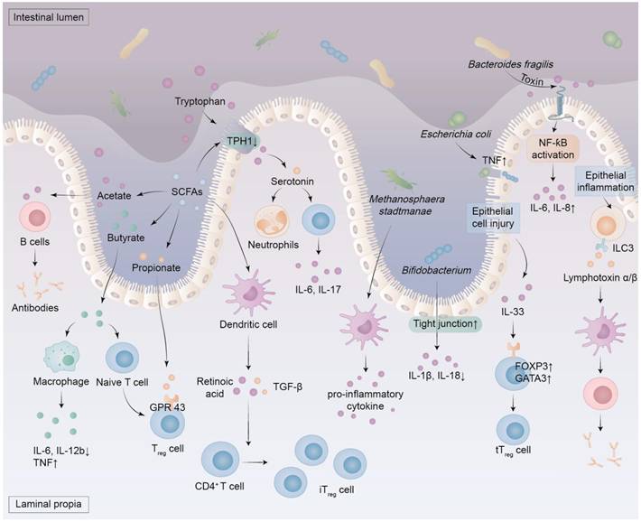 Int J Biol Sci Image
