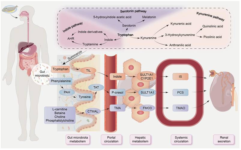 Int J Biol Sci Image