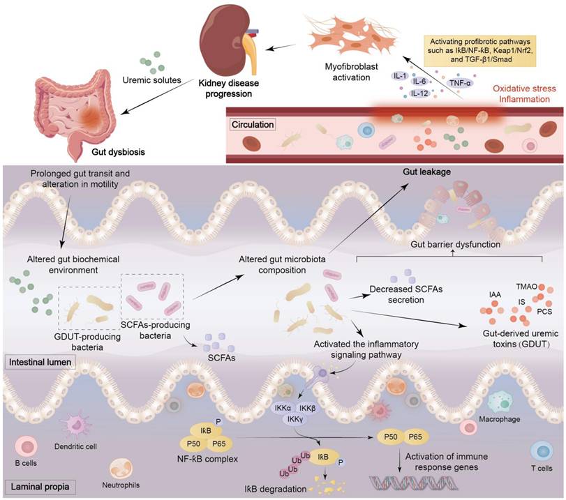 Int J Biol Sci Image