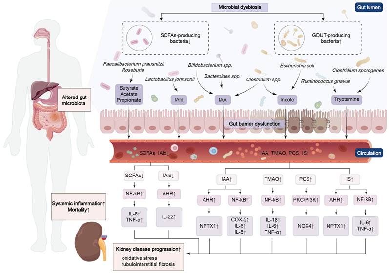 Int J Biol Sci Image