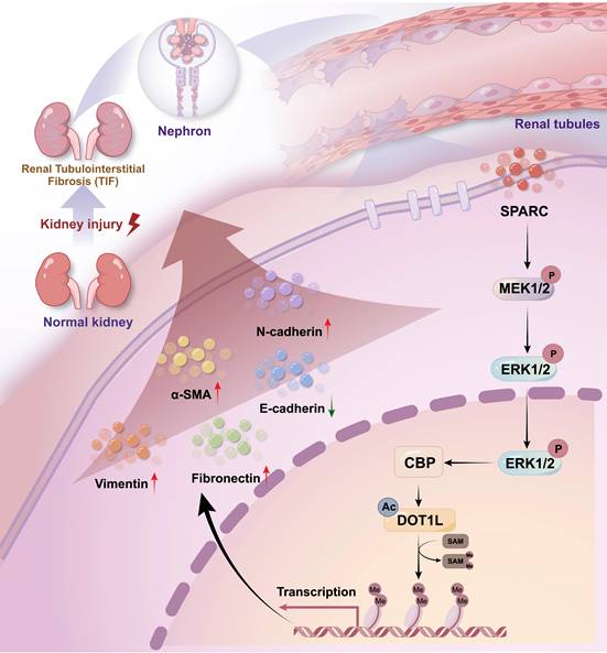 Int J Biol Sci Image