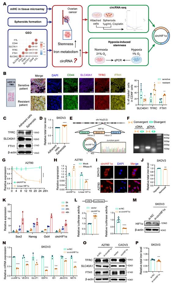 Int J Biol Sci Image