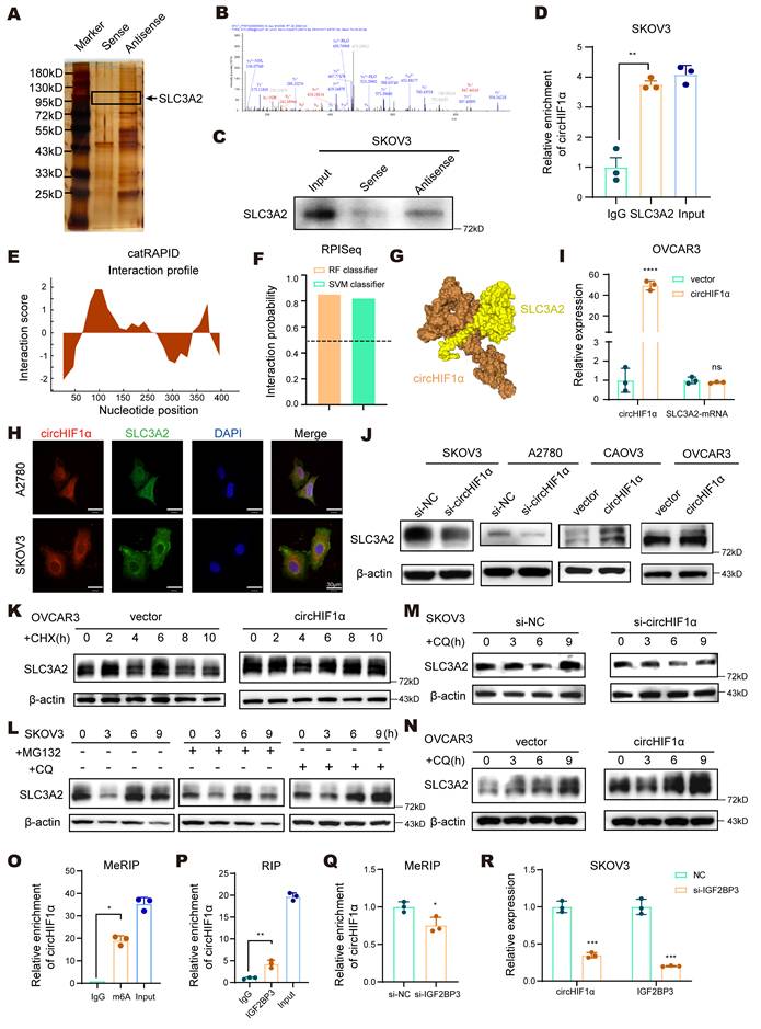 Int J Biol Sci Image