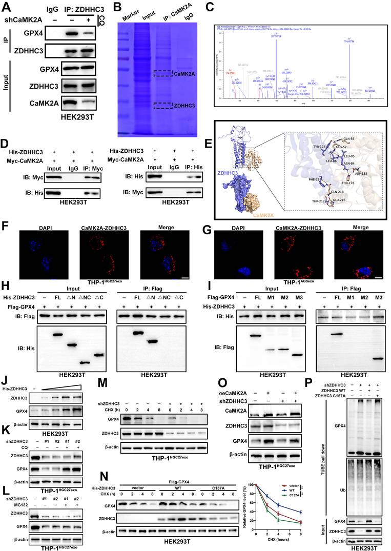 Int J Biol Sci Image