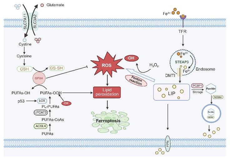Int J Biol Sci Image