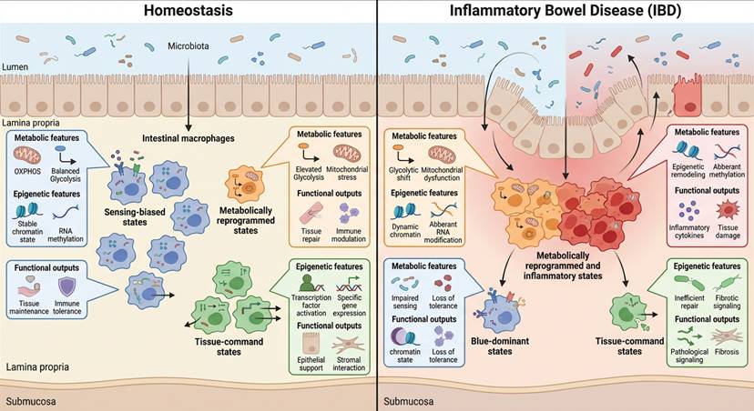 Int J Biol Sci Image