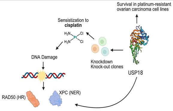 Int J Biol Sci Image