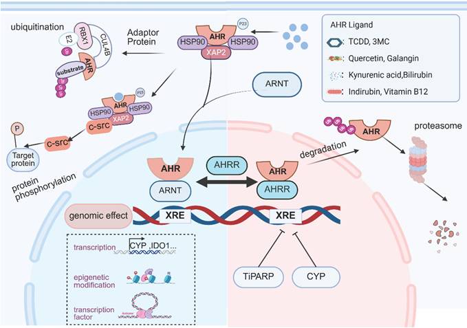 Int J Biol Sci Image