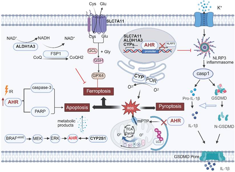 Int J Biol Sci Image