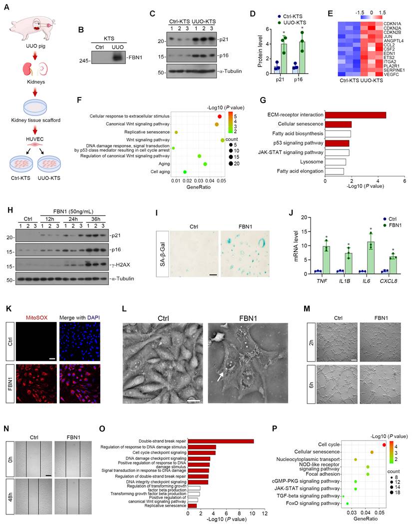 Int J Biol Sci Image