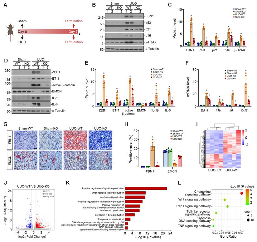 Int J Biol Sci Image