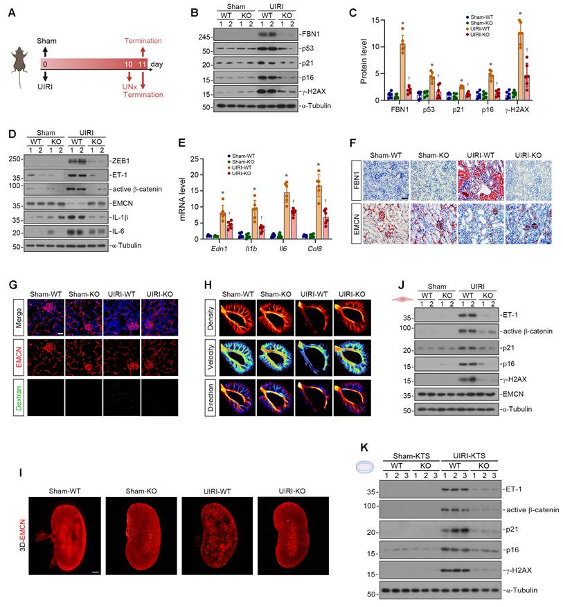 Int J Biol Sci Image