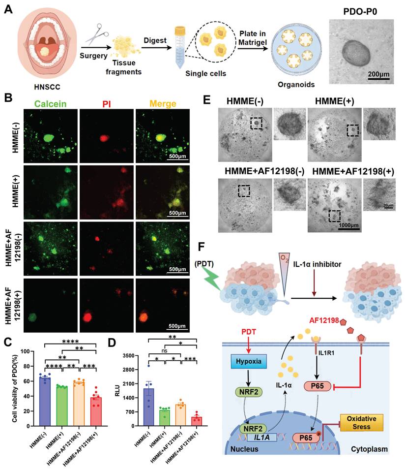 Int J Biol Sci Image