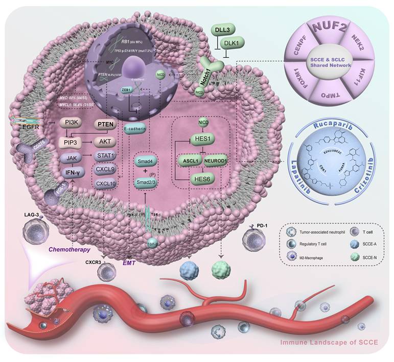 Int J Biol Sci Image