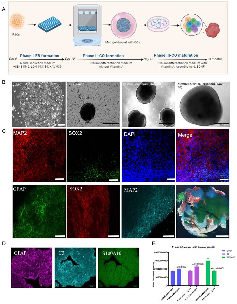 Int J Biol Sci Image