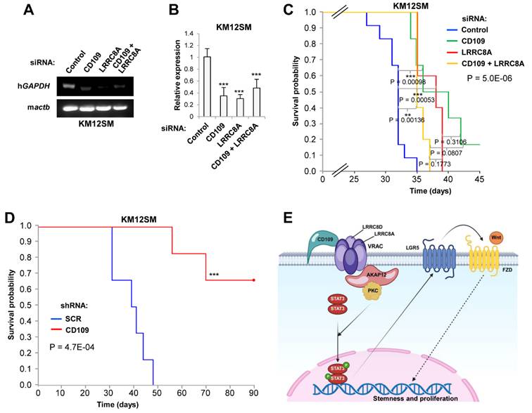 Int J Biol Sci Image
