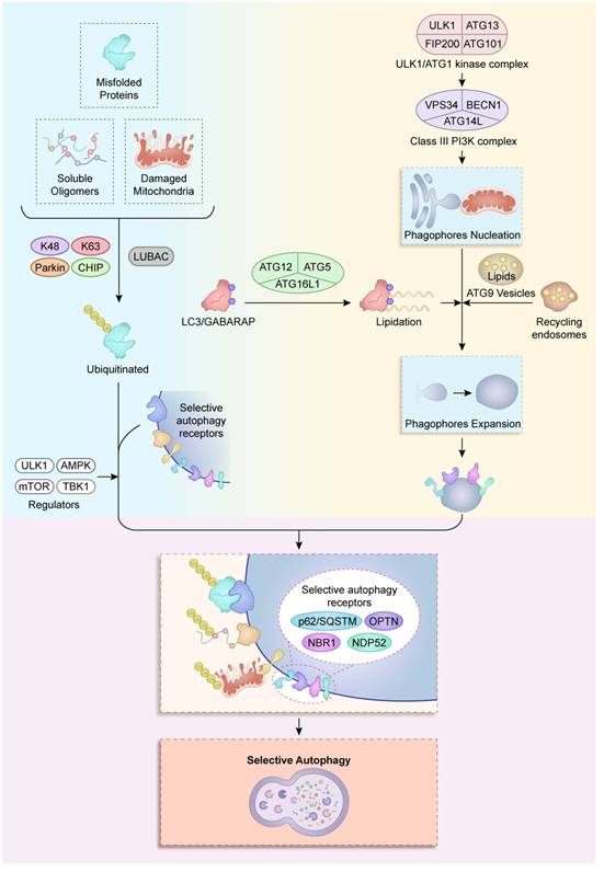 Int J Biol Sci Image