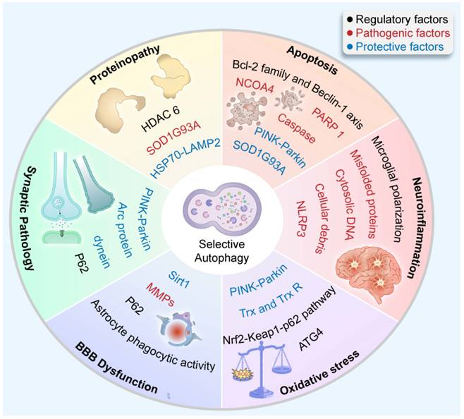 Int J Biol Sci Image