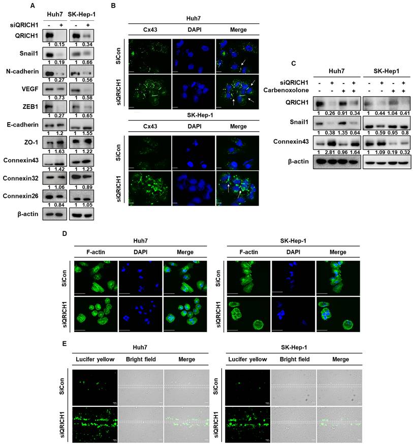 Int J Biol Sci Image
