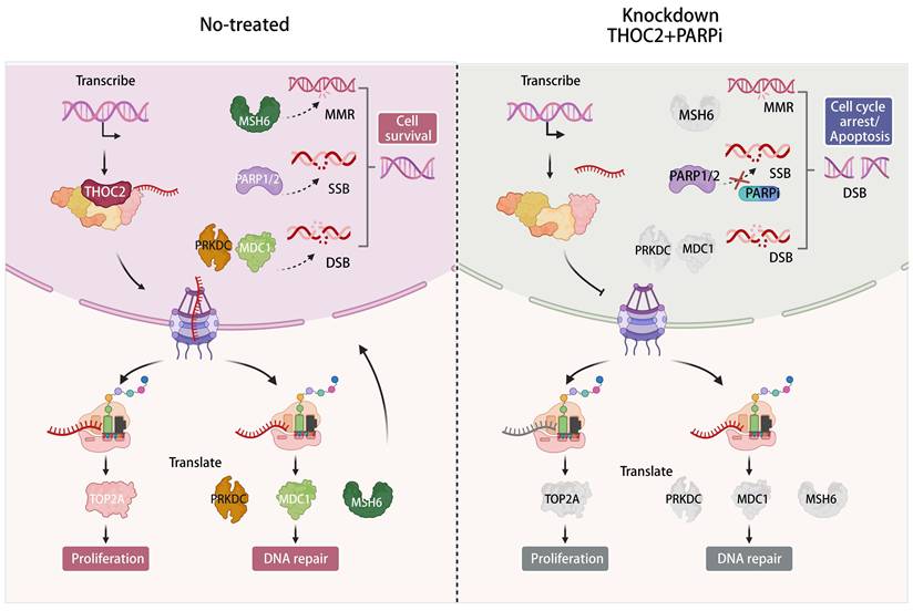 Int J Biol Sci Image