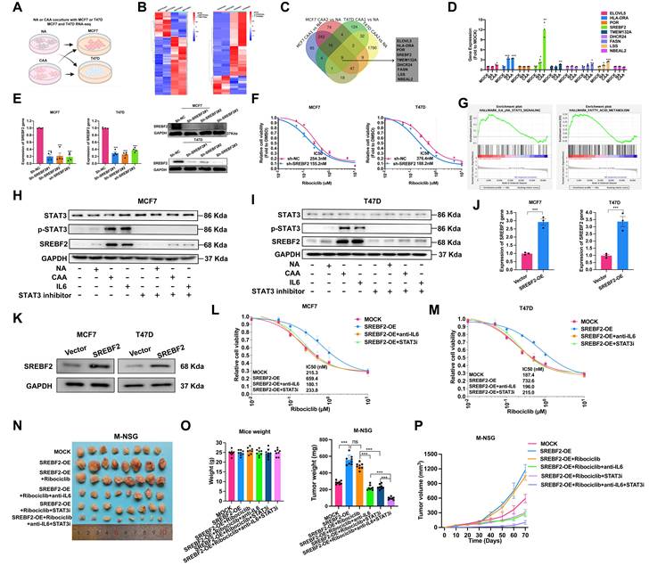 Int J Biol Sci Image