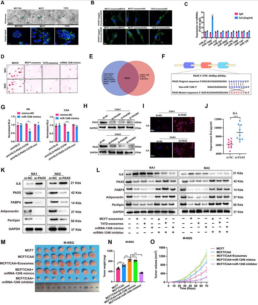 Int J Biol Sci Image