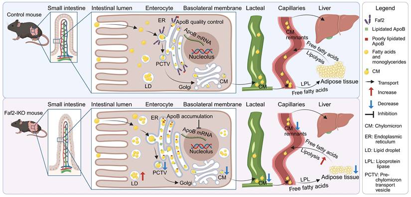 Int J Biol Sci Image