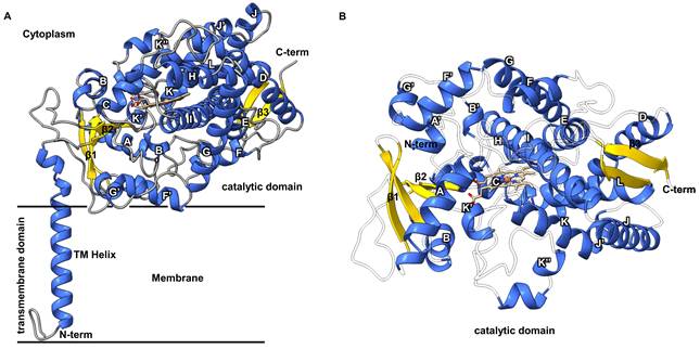 Int J Biol Sci Image