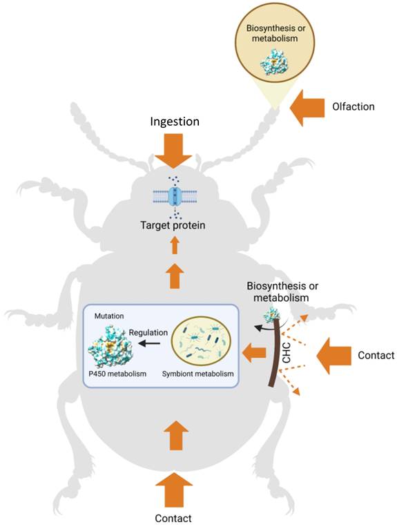 Int J Biol Sci Image