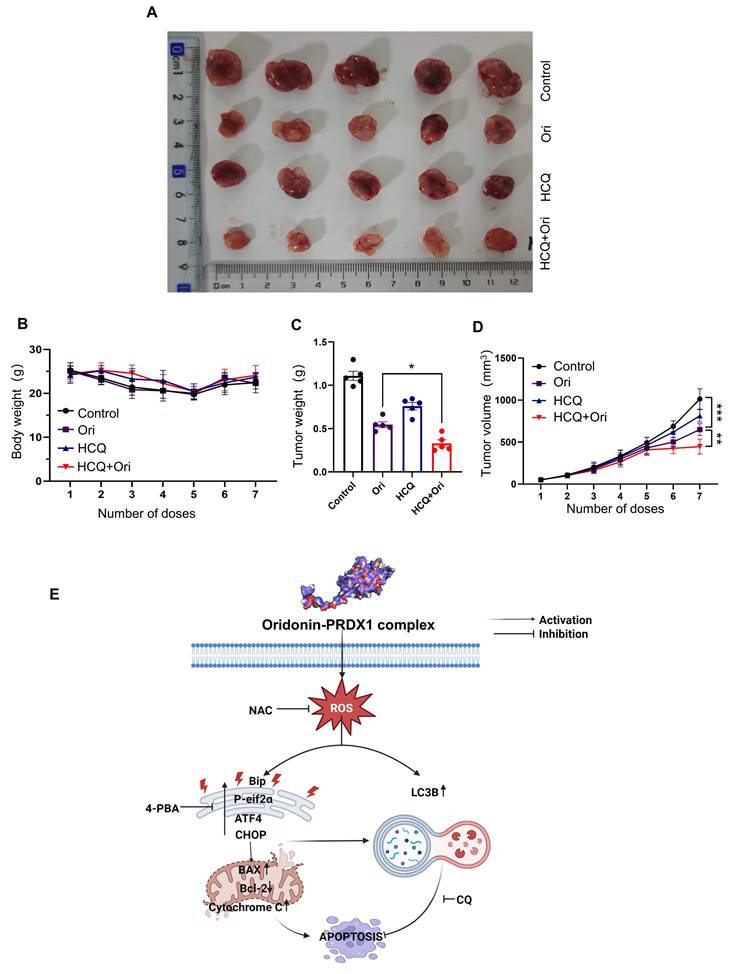 Int J Biol Sci Image