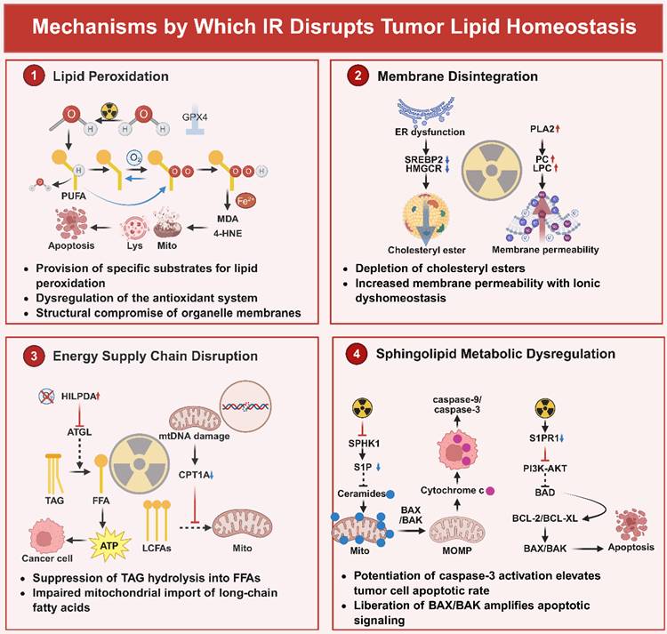 Int J Biol Sci Image