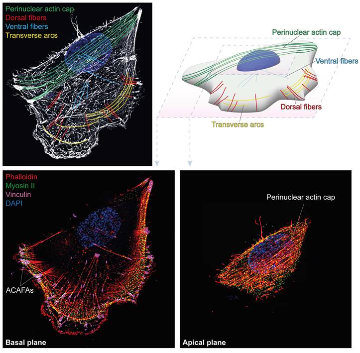 Int J Biol Sci Image