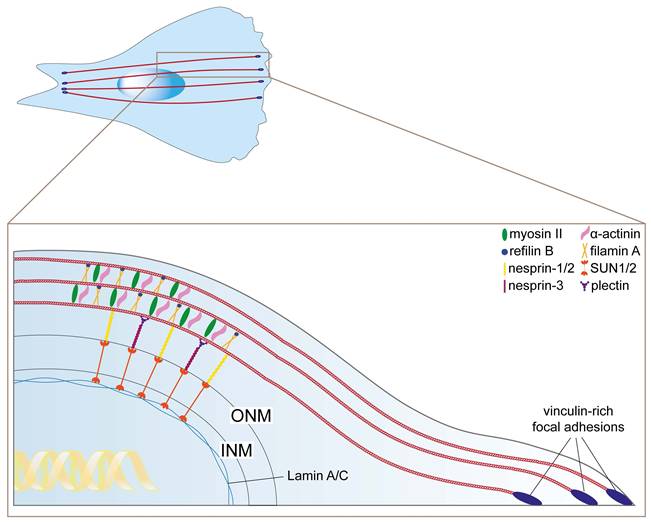 Int J Biol Sci Image