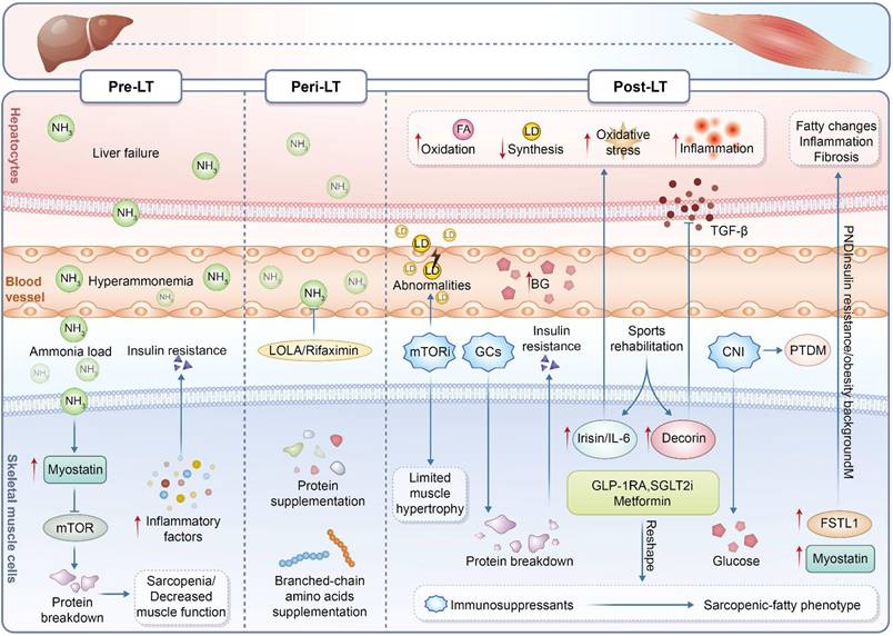 Int J Biol Sci Image