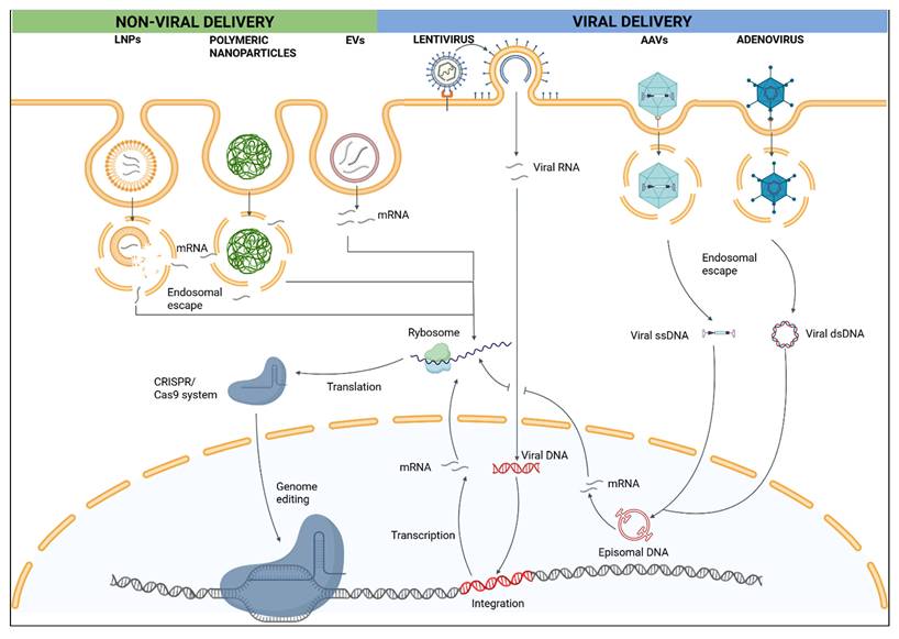 Int J Biol Sci Image