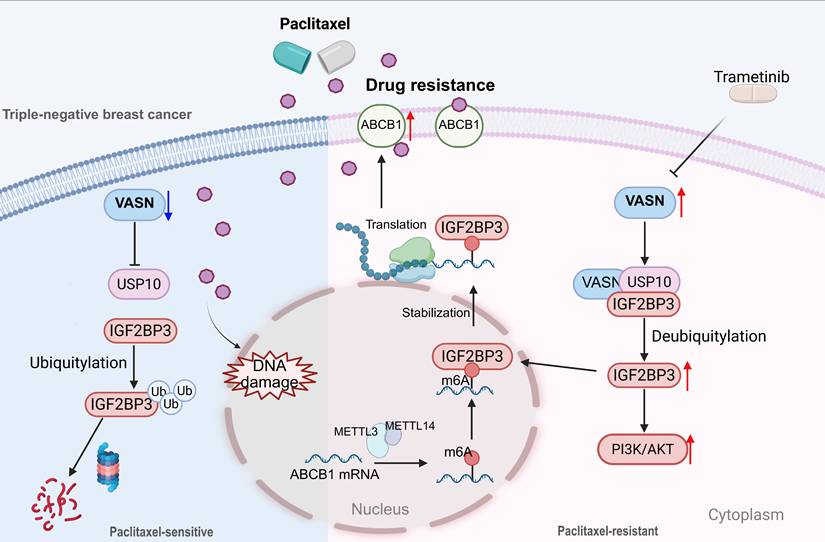 Int J Biol Sci Image