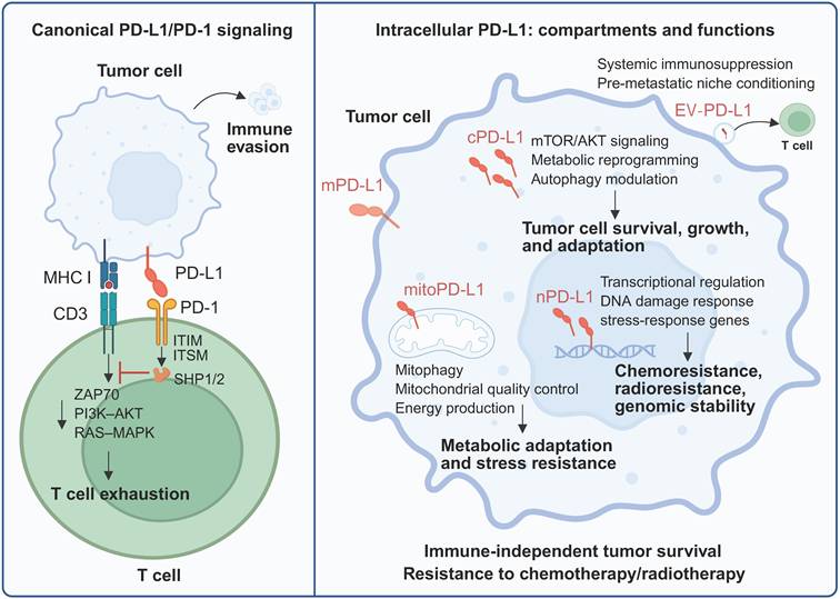Int J Biol Sci Image
