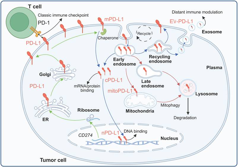 Int J Biol Sci Image
