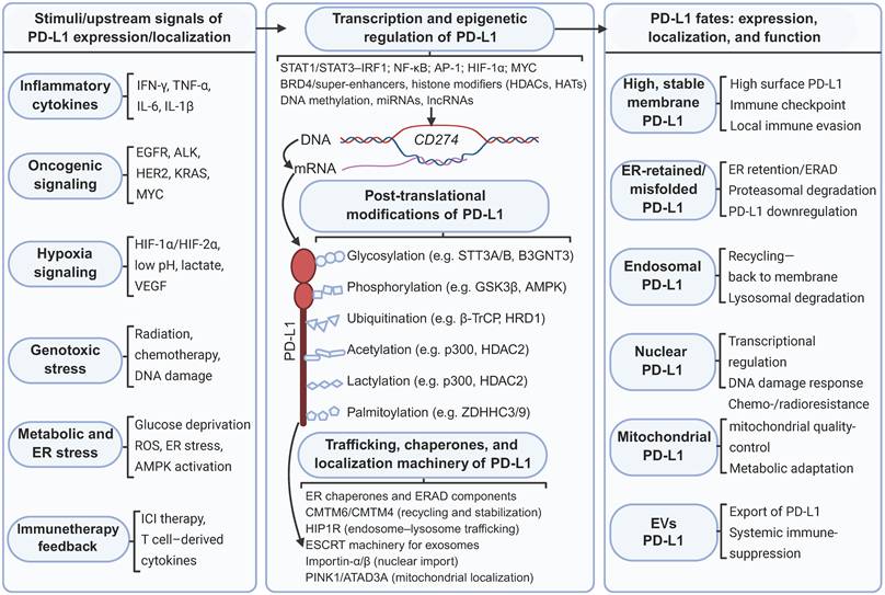 Int J Biol Sci Image