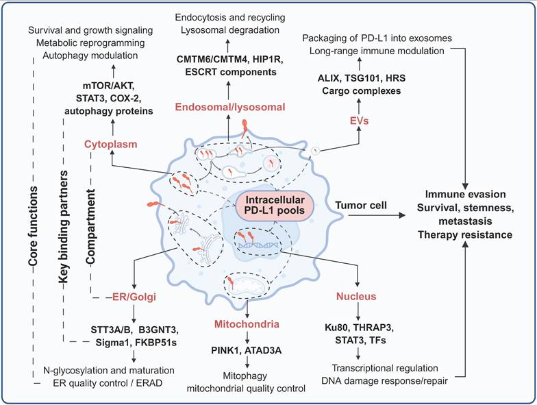 Int J Biol Sci Image