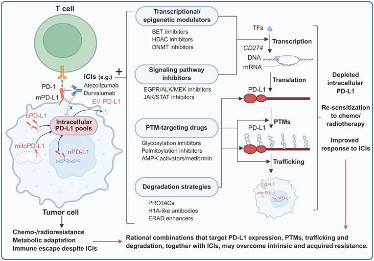 Int J Biol Sci Image