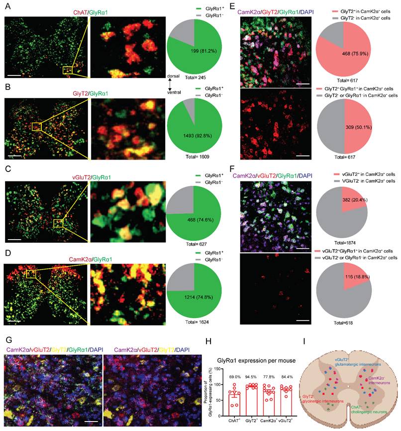 Int J Biol Sci Image