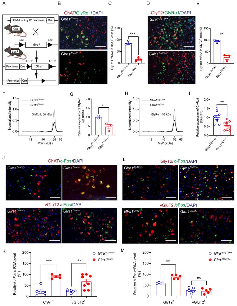 Int J Biol Sci Image