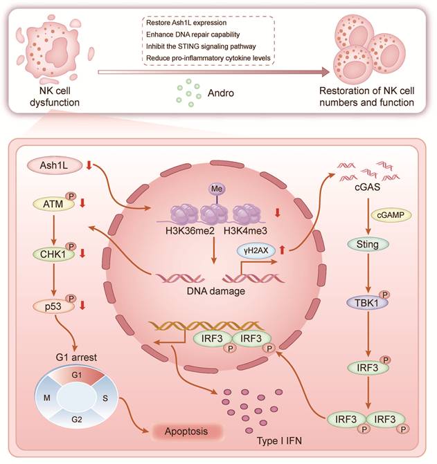 Int J Biol Sci Image