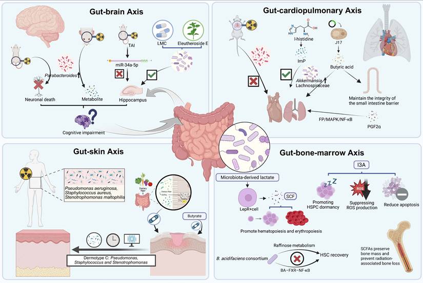 Int J Biol Sci Image