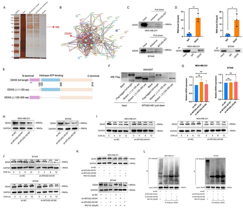 Int J Biol Sci Image