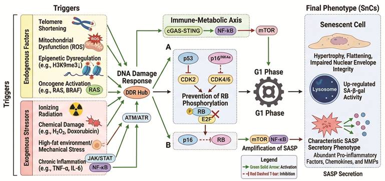 Int J Biol Sci Image