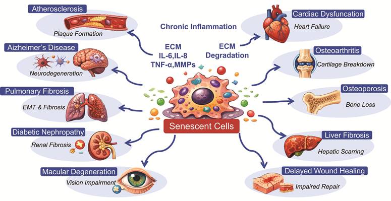 Int J Biol Sci Image