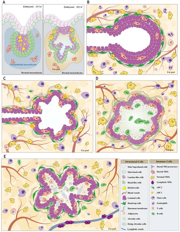 Int J Biol Sci Image